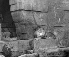 Male Lion Enclosure 1940