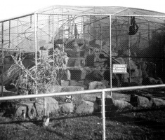 Spider Monkey Enclosure 1940