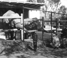 Elephant Enclosure 1950
