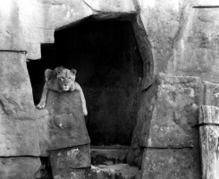 Female Lion Enclosure 1940