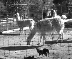 Rooster & Llamas Enclosure 1944