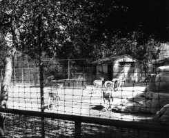Mountain Goats & Rams Enclosure 1960