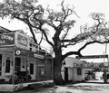 Calabasas 1951 #2