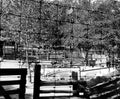 Ducks & Geese Enclosure 1960